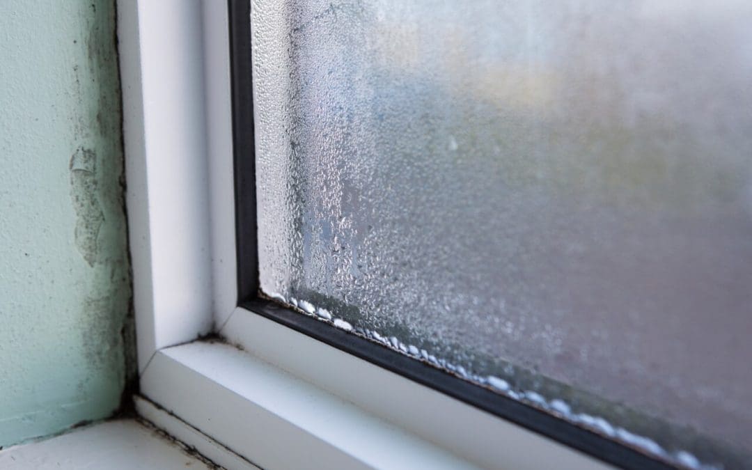 How to Prevent Mold Growth: 5 Tips for a Mold-Free Home